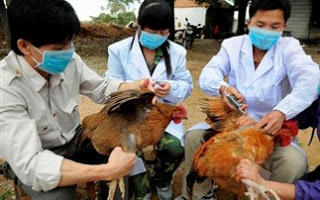 Κι άλλο θύμα από τη νέα γρίπη των πτηνών στη Κίνα - Φωτογραφία 1