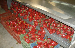 Καταγγελία για πιπεριές (﻿θερμοκήπια Δράμας Α.Ε.) - Φωτογραφία 2