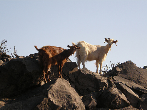 Κατσίκες «καμουφλάζ» σε αγροκτήμα ηρωίνης στην Πάτρα - Φωτογραφία 1