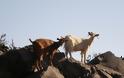 Κατσίκες «καμουφλάζ» σε αγροκτήμα ηρωίνης στην Πάτρα