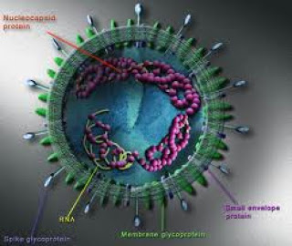 Πέντε νεκροί από συγγενή ιό του SARS - Φωτογραφία 1