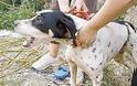 Φιλιατρά: Συνελήφθη για κακοποίηση σκύλου