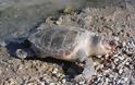 Άλλη μία νεκρή θαλάσσια χελώνα στη Σαλαμίνα