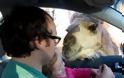 Κοριτσάκι σε ζωολογικό κήπο παραλίγο να γίνει τροφή για καμήλα! [video]