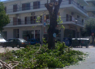 Κατακρεούργηση δένδρων με τη βοήθεια του Δήμου Αγίας Παρασκευής - Φωτογραφία 1