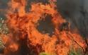 Αχαΐα: Πυρκαγιά στα Νιφορέικα