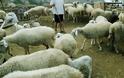 Παρατείνεται η καταβολή της δόσης για δάνεια σε κτηνοτρόφους