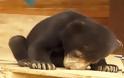 Νυσταγμένα ζώα προσπαθούν (σκληρά!) να μείνουν ξύπνια… [Video]