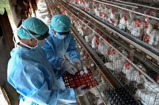 Σε επιφυλακή το ΚΕΕΛΠΝΟ για τη γρίπη των πτηνών - Συστάσεις σε όσους ταξίδεψαν στην Kίνα - Φωτογραφία 1