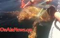 Μεσολόγγι: Διάσωση χελώνας από δίχτυα και παραγάδια