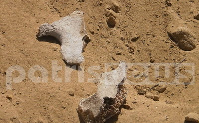Ηλεία: Τα... κατσίκια ανακάλυψαν αρχαιολογικό θησαυρό! - Φωτογραφία 4