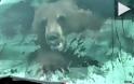 Αρκούδα βρέθηκε στο τιμόνι φορτηγού στην Καλιφόρνια