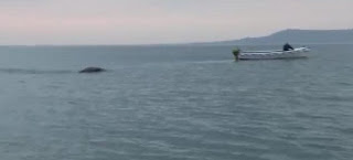 Σάλος με βίντεο που καταγράφει τέρας τύπου... Λοχ Nες σε θάλασσα της Ιρλανδίας - Φωτογραφία 1