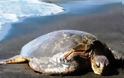 Πάτρα: H θάλασσα ξέβρασε μια τεράστια χελώνα καρέτα-καρέτα