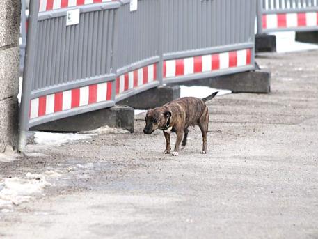 Διάσωση σκύλου καρέ καρέ από παγωμένα νερά - Φωτογραφία 3