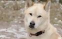 To προφίλ του σκύλου που σκότωσε τον 5χρονο Αίαντα στην Κύπρο - «Τρύπια» νομοθεσία για σκύλους και άγρια ζώα