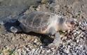 Νεκρή θαλάσσια χελώνα ξεβράστηκε στο Άστρος