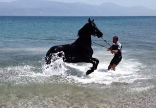 Πάτρα: Ενα άλογο και ο αναβάτης του κάνουν ιππασία στην... θάλασσα! [video] - Φωτογραφία 2
