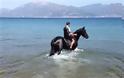 Πάτρα: Ενα άλογο και ο αναβάτης του κάνουν ιππασία στην... θάλασσα! [video]