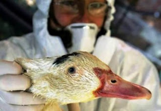 Μια κοινή απολύμανση «εξολοθρεύει» τον νέο ιό των πτηνών - Φωτογραφία 1