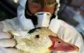Μια κοινή απολύμανση «εξολοθρεύει» τον νέο ιό των πτηνών