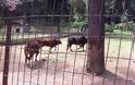 Νέες αφίξεις στο ζωολογικό κήπο Τρικάλων - Φωτογραφία 3