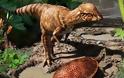 Ανακαλύφθηκε ο αρχαιότερος παχυκεφαλόσαυρος της Β. Αμερικής