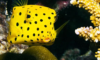 Boxfish: Το παράξενο ορθογώνιο ψάρι! - Φωτογραφία 1