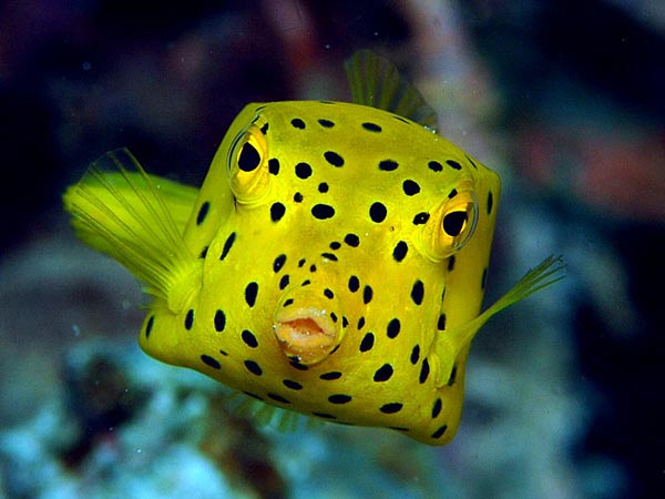 Boxfish: Το παράξενο ορθογώνιο ψάρι! - Φωτογραφία 2