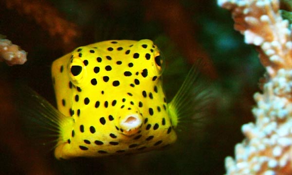 Boxfish: Το παράξενο ορθογώνιο ψάρι! - Φωτογραφία 3