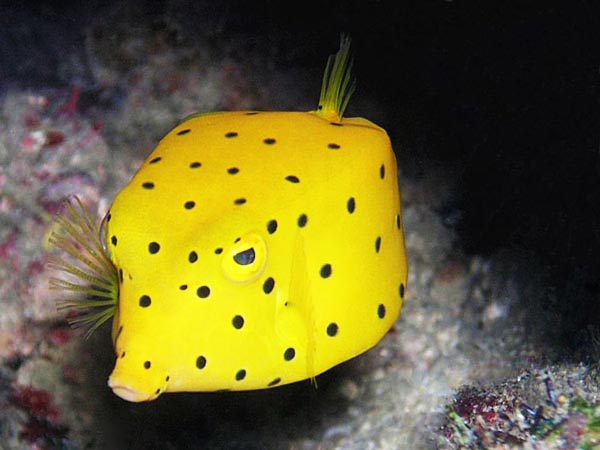 Boxfish: Το παράξενο ορθογώνιο ψάρι! - Φωτογραφία 4