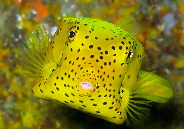 Boxfish: Το παράξενο ορθογώνιο ψάρι! - Φωτογραφία 6