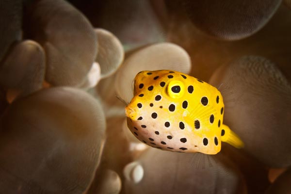 Boxfish: Το παράξενο ορθογώνιο ψάρι! - Φωτογραφία 7