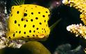 Boxfish: Το παράξενο ορθογώνιο ψάρι!