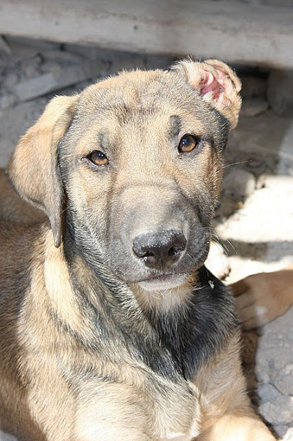 Χάθηκε ο σκυλάκος της φωτογραφίας στην Αγίου Μελετίου - Φωτογραφία 2