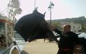 VIDEO: Ψαράς έπιασε σαλάχι 200 κιλών στη Λευκάδα