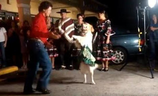 Χορεύοντας με τον πιο έξυπνο σκύλο - Φωτογραφία 1
