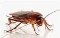 Ποια είναι η μυρωδιά που δεν αντέχoυν τα μυρμήγκια και οι κατσαρίδες;