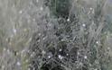 Χωματερή έχει γίνει το ρέμα στα Τριαντείκα  με σύνορα  το  Ελαιόφυτο στο Αγρίνιο - Φωτογραφία 11