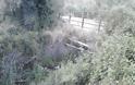 Χωματερή έχει γίνει το ρέμα στα Τριαντείκα  με σύνορα  το  Ελαιόφυτο στο Αγρίνιο - Φωτογραφία 4