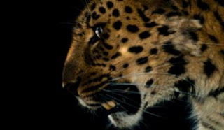 Η λεοπάρδαλη της Άπω Ανατολής δεν διατρέχει κίνδυνο - Φωτογραφία 1