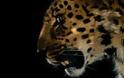 Η λεοπάρδαλη της Άπω Ανατολής δεν διατρέχει κίνδυνο