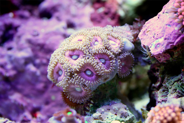 ΔΕΙΤΕ: Κοράλλια, τα πολύτιμα κοσμήματα του βυθού! - Φωτογραφία 6