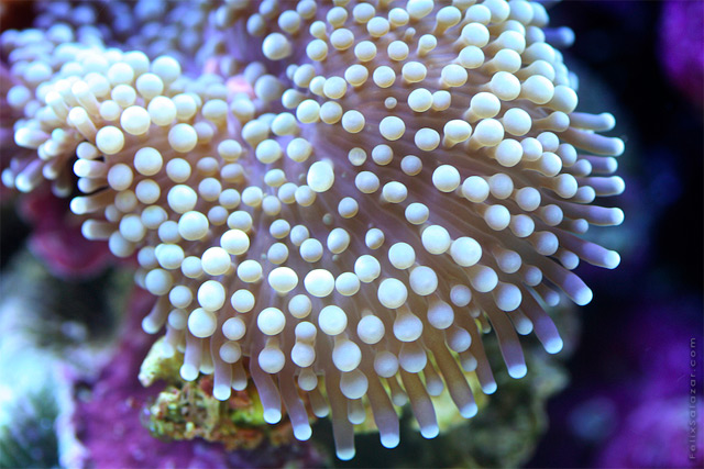 ΔΕΙΤΕ: Κοράλλια, τα πολύτιμα κοσμήματα του βυθού! - Φωτογραφία 7