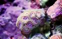 ΔΕΙΤΕ: Κοράλλια, τα πολύτιμα κοσμήματα του βυθού! - Φωτογραφία 6