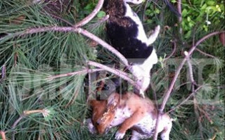 Nτροπή: Φόλες σκοτώνουν καθημερινά ανυποψίαστα ζώα στην Ηλεία - Φωτογραφία 1