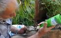 Υπεράνθρωπες προσπάθειες να σώσουν ένα νεογέννητο κρητικό αίγαγρο