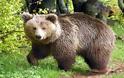 Νέες μαρτυρίες για αρκούδες στο Πήλιο - Αναμένεται ο «Αρκτούρος»