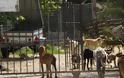 ΣΟΚΑΡΙΣΤΙΚΟ VIDEO: Στο καταφύγιο αδέσποτων σκύλων Πρέβεζας... - Φωτογραφία 1