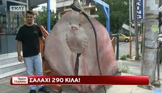 Σαλάχι 290 κιλών στα δίχτυα Ελλήνων ψαράδων - Φωτογραφία 1